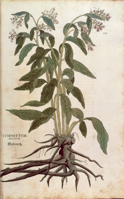 Beinwell - Symphytum officinale (Symphytum magnus) von Leonhart Fuchs aus De historia stirpium commentarii insignes, kolorierte Gravur von Leonhard Fuchs
