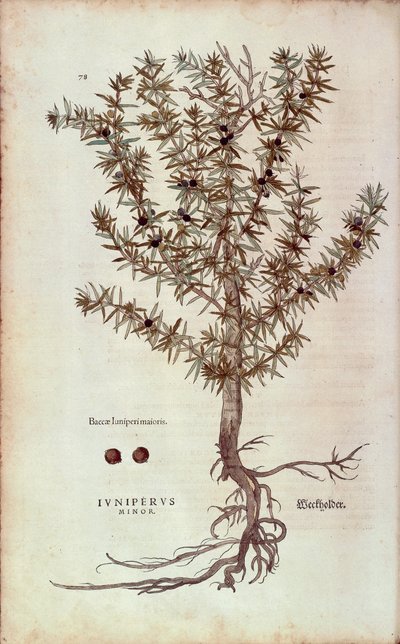 Gemeiner Wacholder von Leonhart Fuchs aus De historia stirpium commentarii insignes, kolorierte Gravur von Leonhard Fuchs