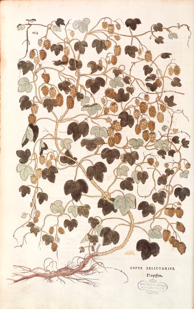 Gemeiner Hopfen (Humulus lupulus) von Leonhart Fuchs aus 