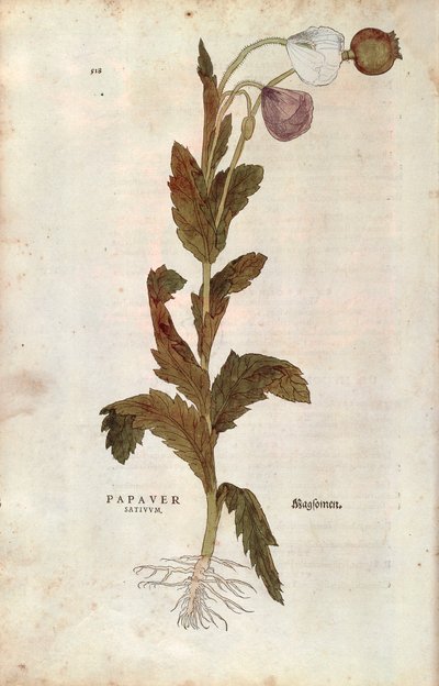 Korn- oder Feldmohn von Leonhard Fuchs