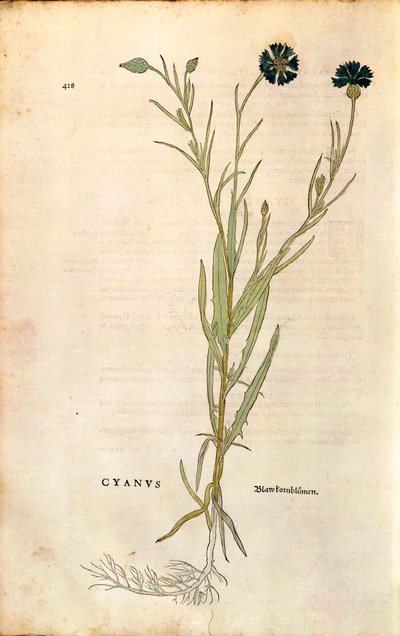 Kornblume (Centaurea cyanus) von Leonhart Fuchs aus De historia stirpium commentarii insignes (Bemerkenswerte Kommentare zur Geschichte der Pflanzen), kolorierte Gravur von Leonhard Fuchs