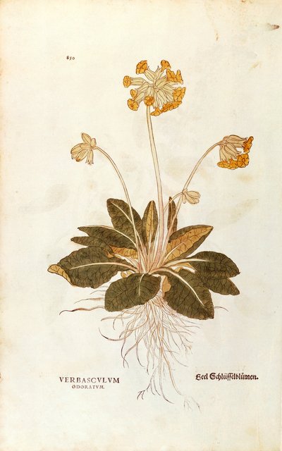 Schlüsselblume - Primula veris officinalis (Verbasculum odoratum) von Leonhart Fuchs aus De historia stirpium commentarii insignes (Bemerkenswerte Kommentare zur Geschichte der Pflanzen), kolorierte Gravur von Leonhard Fuchs