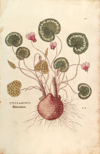 Alpenveilchen von Leonhart Fuchs aus De historia stirpium commentarii insignes, kolorierte Gravur von Leonhard Fuchs
