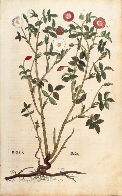 Immergrüne Rose (Rosa sempervirens) aus De historia stirpium commentarii insignes (Bemerkenswerte Kommentare zur Geschichte der Pflanzen), kolorierter Stich von Leonhard Fuchs