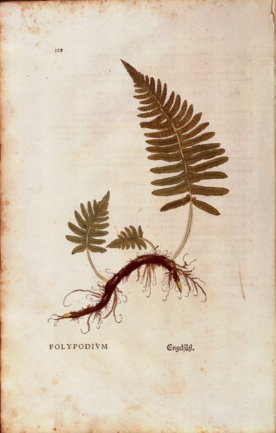 Farn, Gemeiner Tüpfelfarn (Polypodium vulgare) von Leonhart Fuchs aus De historia stirpium commentarii insignes (Bemerkenswerte Kommentare zur Geschichte der Pflanzen), kolorierter Stich von Leonhard Fuchs