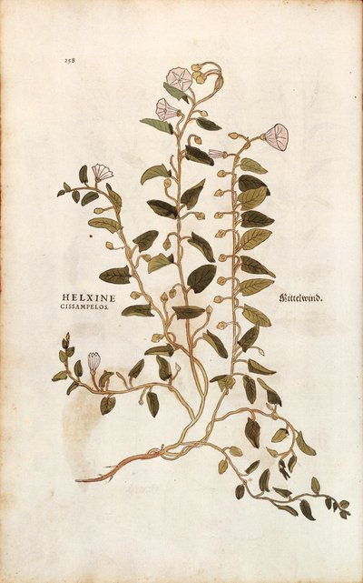 Ackerwinde - Convolvulus arvensis (Helxine cissampelos) von Leonhart Fuchs aus De historia stirpium commentarii insignes (Bemerkenswerte Kommentare zur Geschichte der Pflanzen), kolorierter Stich von Leonhard Fuchs