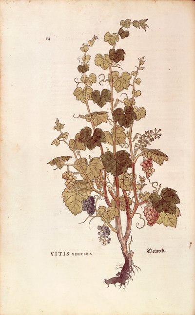 Weinrebe (Vitis vinifera) aus De historia stirpium commentarii insignes (Bemerkenswerte Kommentare zur Geschichte der Pflanzen), kolorierter Stich von Leonhard Fuchs