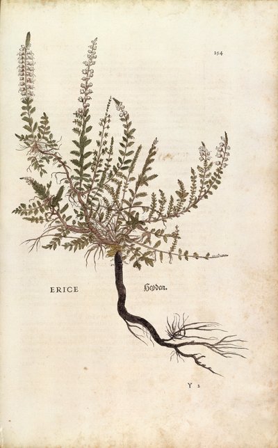 Heidekraut - Calluna vulgaris (Erice) aus De historia stirpium commentarii insignes (Bemerkenswerte Kommentare zur Geschichte der Pflanzen), kolorierter Stich von Leonhard Fuchs