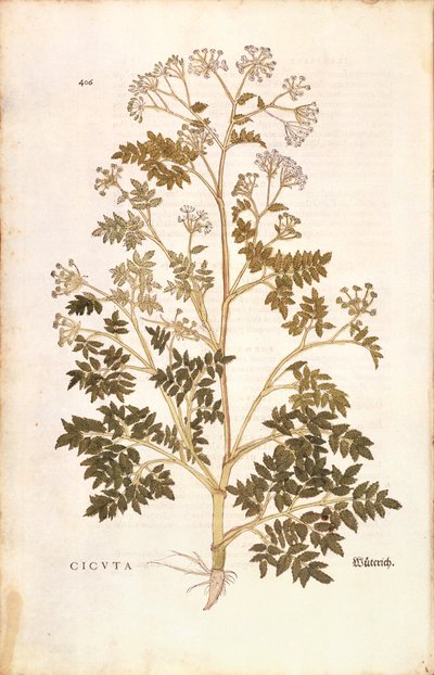 Schierling - Conium maculatum (Cicuta) von Leonhart Fuchs aus De historia stirpium commentarii insignes (Bemerkenswerte Kommentare zur Geschichte der Pflanzen), kolorierte Gravur von Leonhard Fuchs
