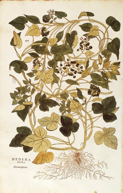 Efeu (Hedera helix nigra aurea) aus De historia stirpium commentarii insignes (Bemerkenswerte Kommentare zur Geschichte der Pflanzen), kolorierter Stich von Leonhard Fuchs