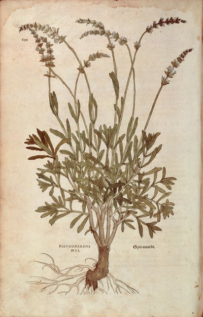 Lavendel - Lavandula spica von Leonhart Fuchs aus De historia stirpium commentarii insignes, kolorierte Gravur von Leonhard Fuchs