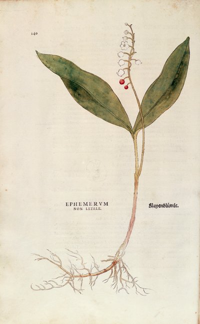 Maiglöckchen - Convallaria majalis (Ephemerum non letale) von Leonhart Fuchs aus De historia stirpium commentarii insignes (Bemerkenswerte Kommentare zur Geschichte der Pflanzen), kolorierte Gravur von Leonhard Fuchs
