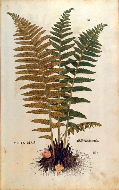 Männlicher Farn (Dryopteris filix-mas) von Leonhart Fuchs aus De historia stirpium commentarii insignes (Bemerkenswerte Kommentare zur Geschichte der Pflanzen), kolorierter Stich von Leonhard Fuchs
