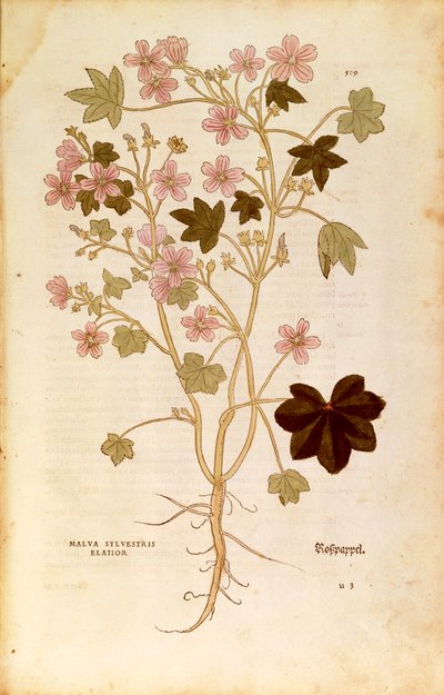 Malve (Malva sylvestris elatior) von Leonhart Fuchs aus De historia stirpium commentarii insignes (Bemerkenswerte Kommentare zur Geschichte der Pflanzen), kolorierte Gravur von Leonhard Fuchs