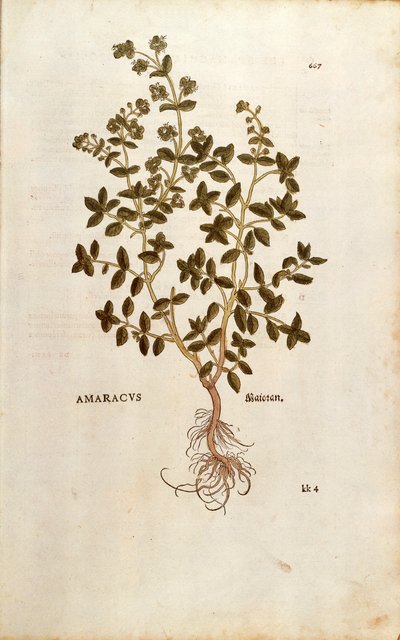 Majoran - Origanum majorana (Amaracus) von Leonhart Fuchs aus De historia stirpium commentarii insignes, kolorierte Gravur von Leonhard Fuchs