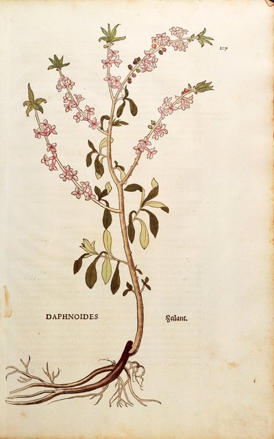 Seidelbast - Daphne mezereum von Leonhart Fuchs aus De historia stirpium commentarii insignes, kolorierte Gravur von Leonhard Fuchs