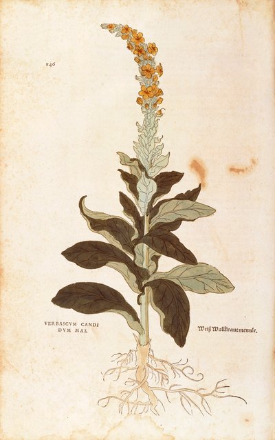Königskerze - Verbascum Thapsus (Verbasco candidum mas) von Leonhart Fuchs aus De historia stirpium commentarii insignes (Bemerkenswerte Kommentare zur Geschichte der Pflanzen), kolorierte Gravur von Leonhard Fuchs