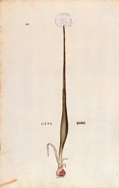 Zwiebel (Allium cepa) von Leonhart Fuchs aus De historia stirpium commentarii insignes, kolorierter Stich von Leonhard Fuchs