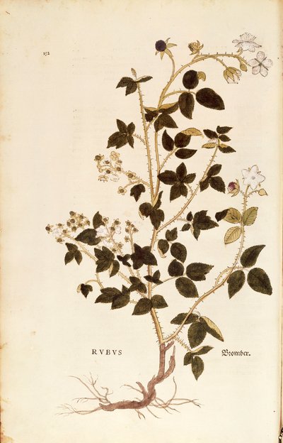 Tafel: Brombeere von Leonhart Fuchs aus De historia stirpium commentarii insignes, kolorierte Gravur von Leonhard Fuchs