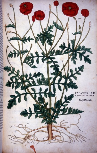 Mohn in - in „De Historia Stirpium commentarii badges,...“ von Leonhart Fuchs. von Leonhard Fuchs