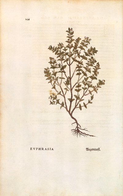 Roter Augentrost von Leonhart Fuchs aus De historia stirpium commentarii insignes, kolorierte Gravur von Leonhard Fuchs