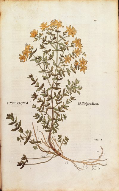 Johanniskraut von Leonhart Fuchs aus De historia stirpium commentarii insignes, kolorierte Gravur von Leonhard Fuchs