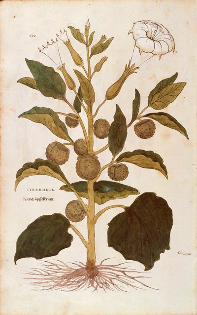 Stechapfel - Datura stramonium von Leonhart Fuchs aus De historia stirpium commentarii insignes, kolorierte Gravur von Leonhard Fuchs