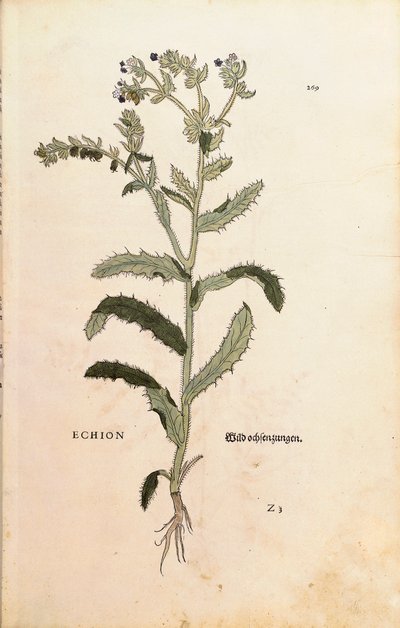Natternkopf oder Blauer Heinrich - Echium vulgare (Echion) von Leonhart Fuchs aus De historia stirpium commentarii insignes (Bemerkenswerte Kommentare zur Geschichte der Pflanzen), kolorierter Stich von Leonhard Fuchs