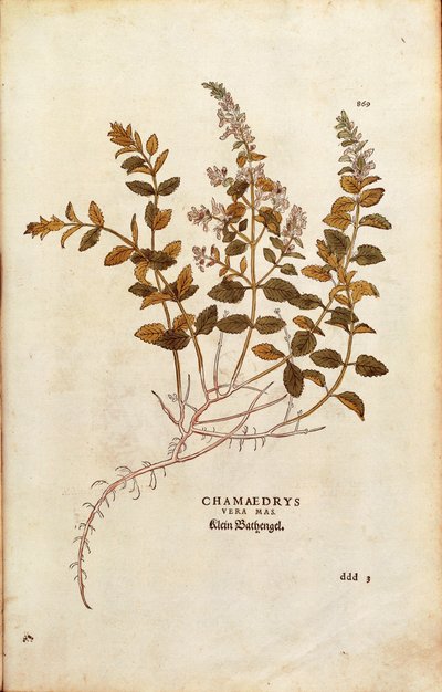 Mauer-Gamander - Teucrium chamaedrys von Leonhart Fuchs aus De historia stirpium commentarii insignes, kolorierte Gravur von Leonhard Fuchs