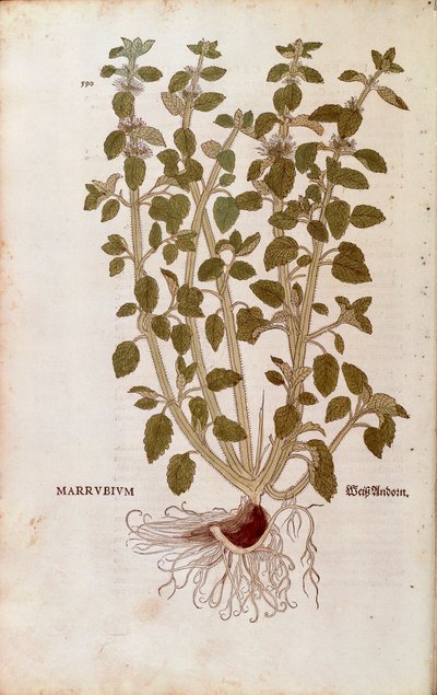 Weißer Andorn (Marrubium vulgare) von Leonhart Fuchs aus De historia stirpium commentarii insignes (Bemerkenswerte Kommentare zur Geschichte der Pflanzen), kolorierter Stich von Leonhard Fuchs