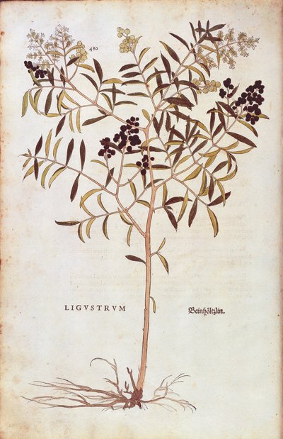 Wilder Liguster (Ligustrum vulgare) aus De historia stirpium commentarii insignes (Bemerkenswerte Kommentare zur Geschichte der Pflanzen), kolorierter Stich von Leonhard Fuchs