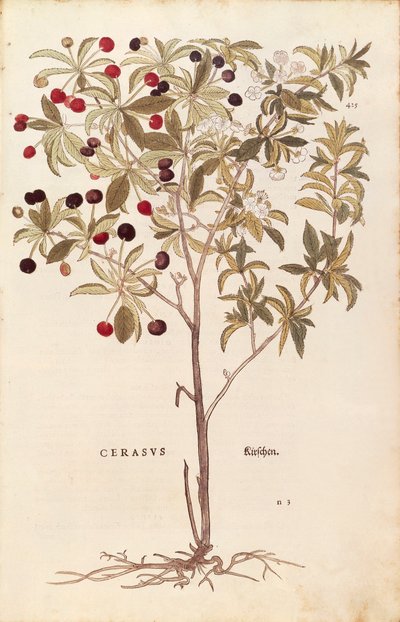 Vogelkirsche - Prunus avium von Leonhart Fuchs aus De historia stirpium commentarii insignes, kolorierte Gravur von Leonhard Fuchs