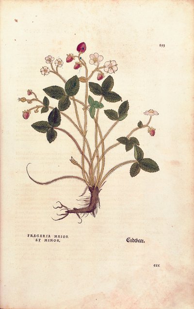 Wald-Erdbeere - Fragaria vesca (Fragaria maior et minor) von Leonhart Fuchs aus De historia stirpium commentarii insignes (Bemerkenswerte Kommentare zur Geschichte der Pflanzen), kolorierte Gravur von Leonhard Fuchs