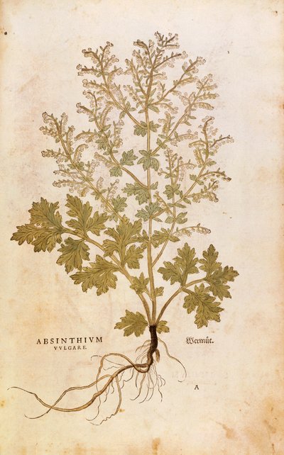 Wermut - Artemisia absinthium von Leonhart Fuchs aus De historia stirpium commentarii insignes, kolorierte Gravur von Leonhard Fuchs