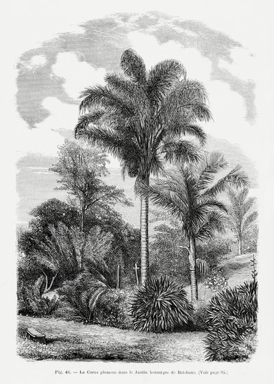 Vintage Palmenzeichnung Vi von Les Palmiers Histoire Iconographique