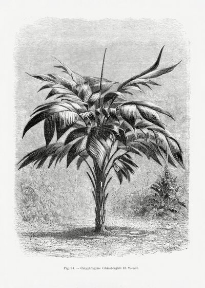 Vintage Palmenzeichnung Viii von Les Palmiers Histoire Iconographique
