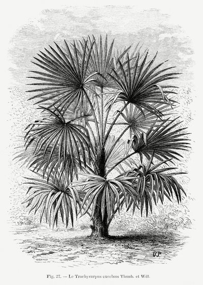 Vintage Palmenzeichnung Xi von Les Palmiers Histoire Iconographique