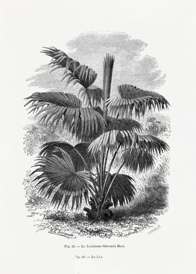 Vintage Palmenzeichnung Xii von Les Palmiers Histoire Iconographique