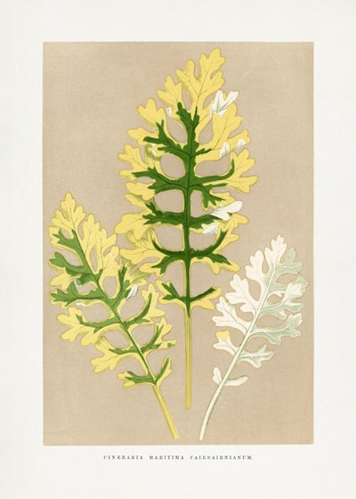 Cineraria Maritima Fairbairnianum Blatt Illustration von Les Plantes a Feuillage Colore