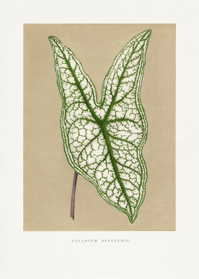 Grünes Caladium Belleymii Blatt Illustration von Les Plantes a Feuillage Colore