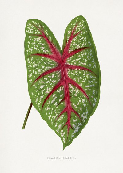 Grünes Caladium Chantini Blatt Illustration von Les Plantes a Feuillage Colore