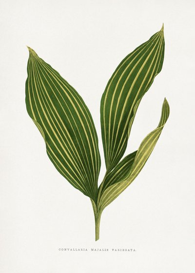 Illustration des Maiglöckchen Blattes von Les Plantes a Feuillage Colore