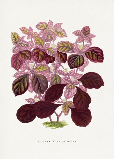 Illustration des Rosa Teleianthera Ficoidea Blattes von Les Plantes a Feuillage Colore