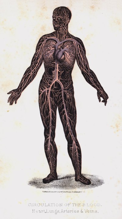 Kreislauf des Blutes, Herz, Lungen, Arterien und Venen von Leveille