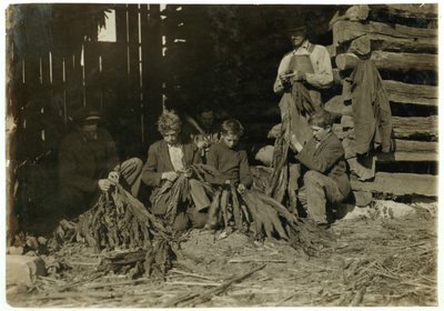 Söhne von J.H. Burch im Alter von 12, 14 und 17 Jahren, die während der Schulzeit Tabak in Warren County, Rockfield, Kentucky, 1916, entblättern von Lewis Wickes Hine