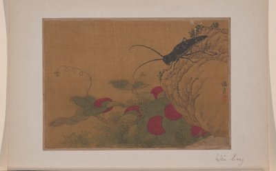 Heuschrecke auf Felsen von Liang Wen