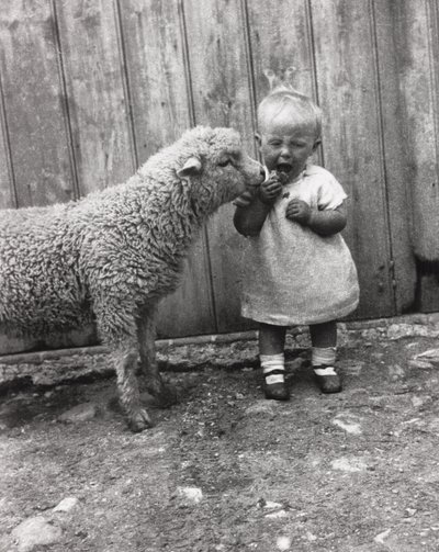 Lamm interessiert sich für den Snack eines kleinen Kindes, ca. 1930er von Unbekannt Unbekannt