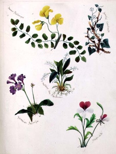 Wildblumen von Lili Cartwright