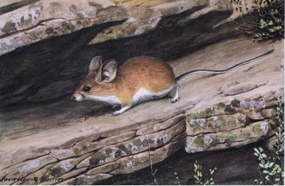 Großohrige Pinion-Maus repräsentiert den Weißfuß-Clan in den zerklüfteten Canyons des Südwestens von Louis Agassiz Fuertes