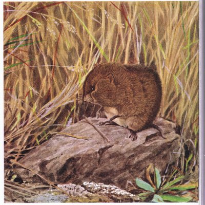 Feldmaus oder Wühlmaus, immer wachsam, beobachtet seine Autobahn durch einen verworrenen Wald aus Gras von Louis Agassiz Fuertes